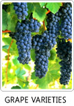 Grapes Varieties