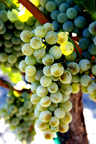 Semillon Grapes