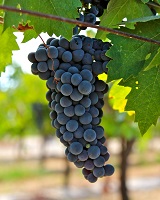 Zinfandel Grapes