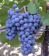 Cabernet Franc Grapes