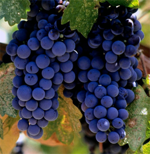 Merlot Grapes