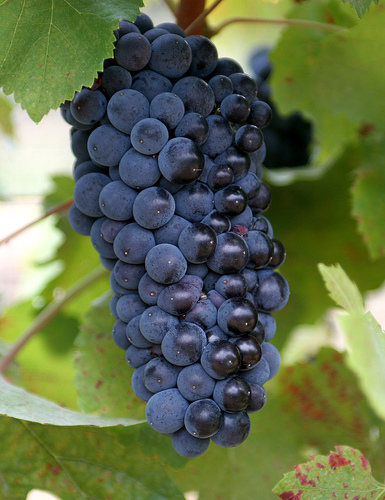 Pinot noir grapes