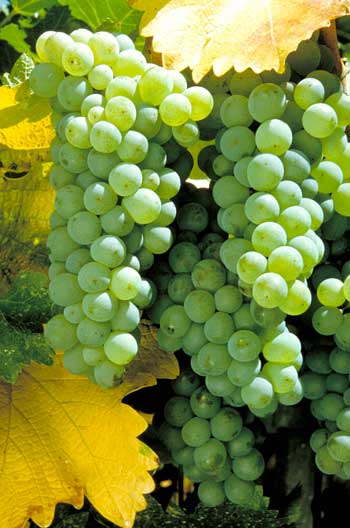 Sauvignon Blanc Grapes