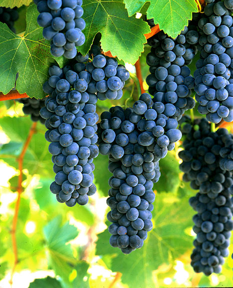 Syrah grapes